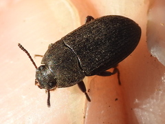 Blapstinus