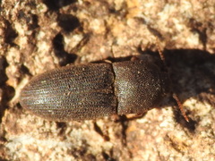 Agrypnus rectangularis
