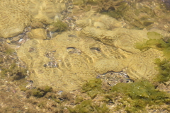 Palythoa caribaeorum