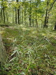 Muhlenbergia tenuiflora
