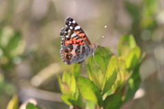 Vanessa altissima