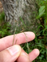 Muhlenbergia tenuiflora