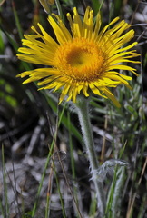 Pentanema montanum