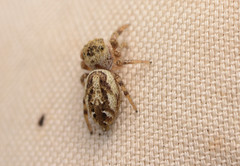 Pelegrina pervaga