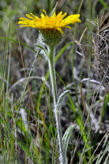 Pentanema montanum