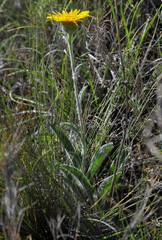Pentanema montanum
