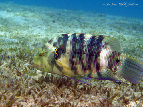 Broomtail Wrasse