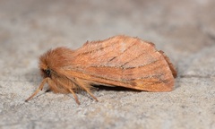 Ptilophora variabilis