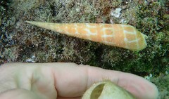 Terebrinae