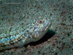 Synodus dermatogenys