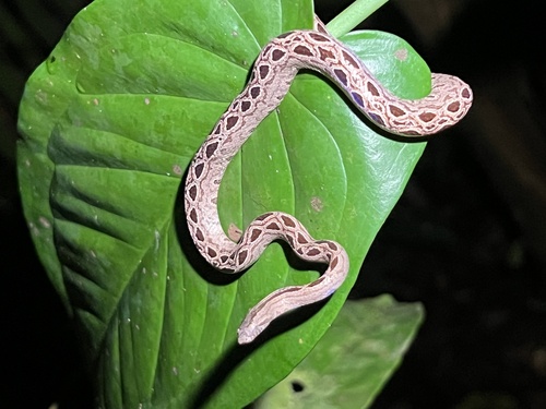 Photo of a Panamanian Dwarf Boa (Ungaliophis panamensis)