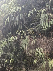 Gleichenella