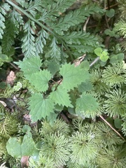 Urtica sykesii