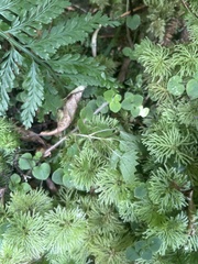 Urtica sykesii