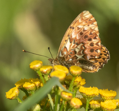 Boloria titania
