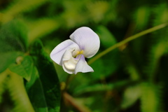 Vigna vexillata