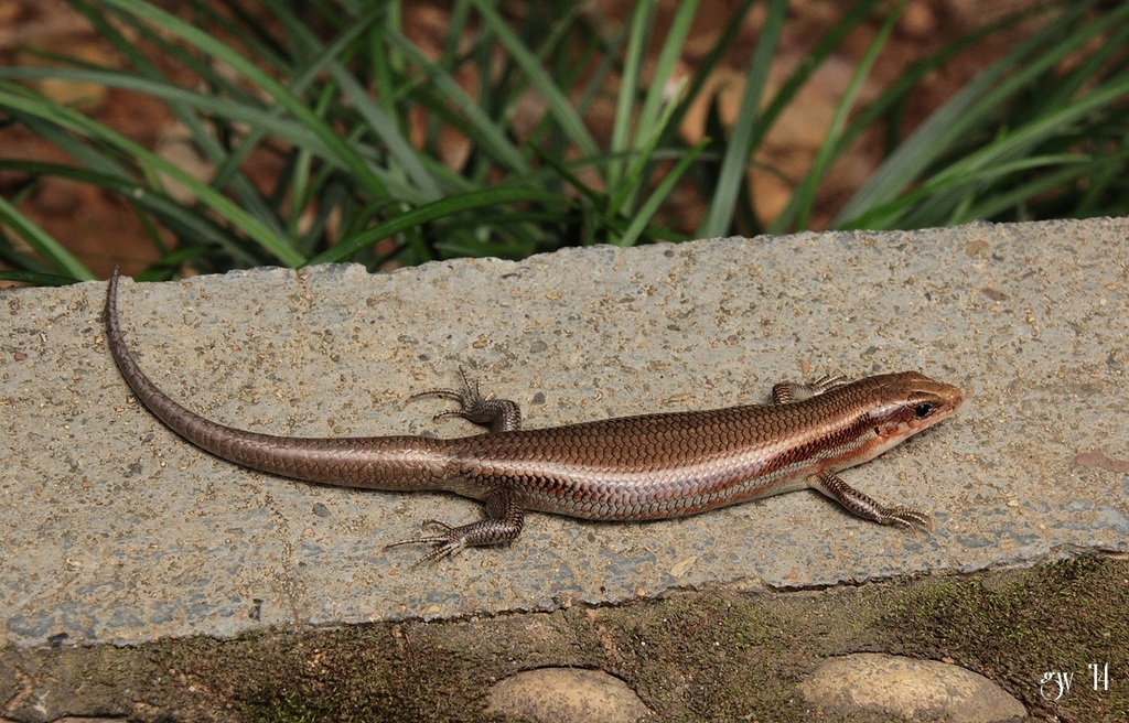 Shanghai Elegant Skink