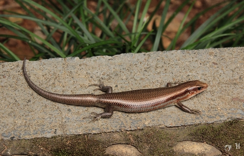 Shanghai Elegant Skink, Plestiodon elegans