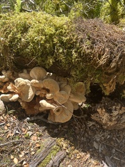 Bondarzewia kirkii