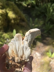 Bondarzewia kirkii
