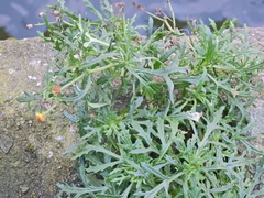 Senecio squalidus