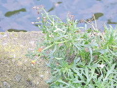 Senecio squalidus