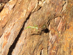 Theridion zantholabio