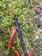 Peraxilla tetrapetala