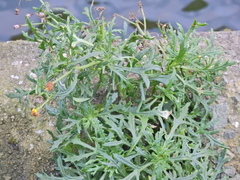 Senecio squalidus