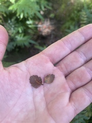 Peraxilla tetrapetala