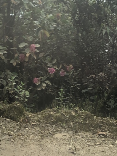 Oreocallis grandiflora, photograph 1