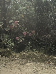 Oreocallis grandiflora