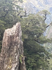 Petroica macrocephala macrocephala