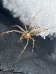 Pityohyphantes