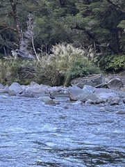 Hymenolaimus malacorhynchos