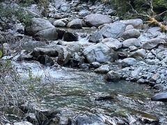 Hymenolaimus malacorhynchos