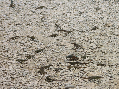 Curaçao Whiptail, Cnemidophorus murinus