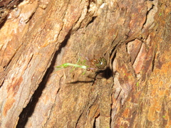 Theridion zantholabio