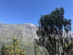 Metrosideros umbellata