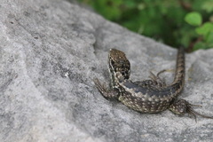 Stenocercus guentheri