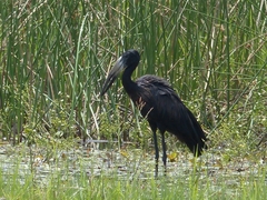 Anastomus lamelligerus