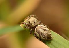 Pelegrina pervaga