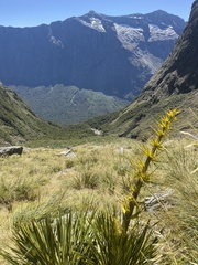 Aciphylla horrida