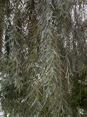 Acacia salicina