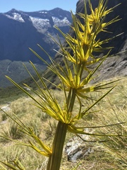 Aciphylla horrida