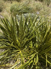 Aciphylla horrida