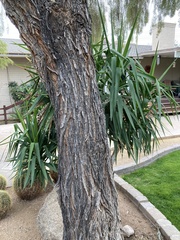 Acacia salicina