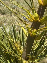 Aciphylla horrida