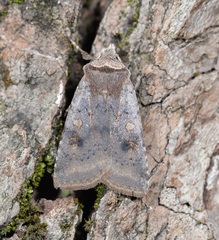Cerastis faceta