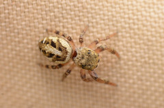 Pelegrina pervaga